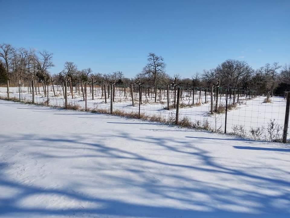 A photo of Josh's vineyard during the Big Freeze